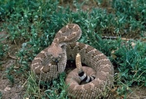 Public Domain Diamondback Rattlesnake