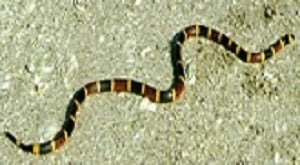 Crawling poisonous coral snake