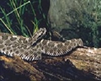 rattlesnake on log