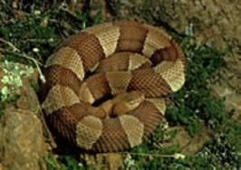 coiled copperhead snake